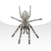 500 Phobias Flashcards and Quiz